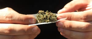 El cannabis que se fuma hoy es tres veces más tóxico que hace una década