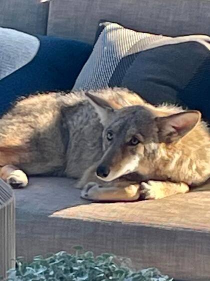 Un joven coyote se metió a una casa para descansar sin preocupación