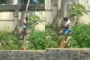 Un joven murió tras ingresar a la jaula de una leona en un zoológico de Brasil (Foto: captura)