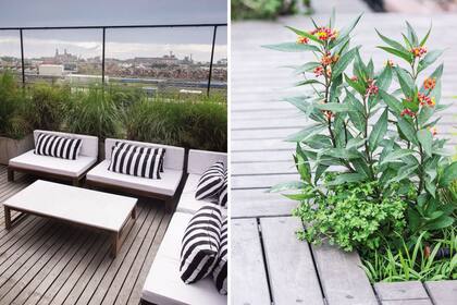 Un juego de living de madera dura en “L” protagoniza uno de las esquinas de la terraza. Especies como Asclepia curasavica (derecha) componen un conjunto compuesto por plantas altas y silvestres.