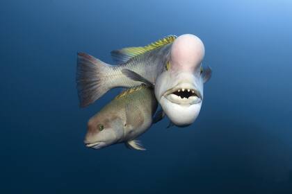 Un kobudai macho y la hembra más pequeña en Japón