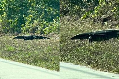 Un lagarto, al costado de la ruta, causó temor en dos habitantes de Florida