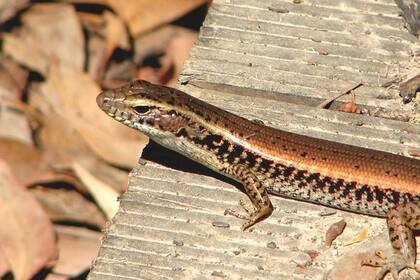 Un lagarto al sol. El comportamiento de la piel con la arena de una especie denominada Sandfish, contribuye al estudio técnico de la fricción