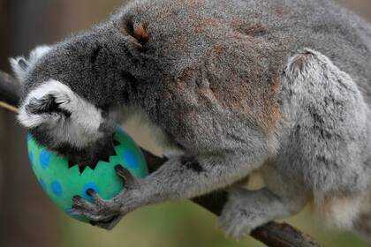 Un lémur de cola anillada come alimentos contenidos en un huevo de papel maché en el zoológico de Londres