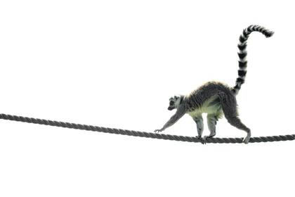 Un lemur en la cuerda floja luce su cola