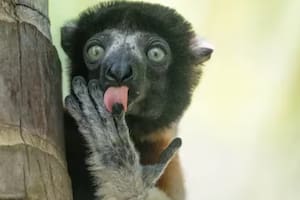 Premios Nikon: estas son las fotos de animales más divertidas del 2025