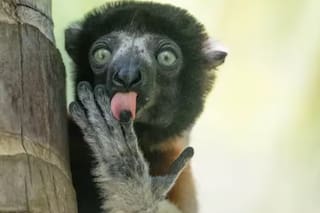 Premios Nikon: estas son las fotos de animales más divertidas del 2025