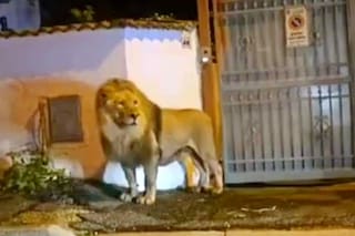 Un león se escapó de un circo cerca de Roma y puso en alerta a la ciudad durante horas