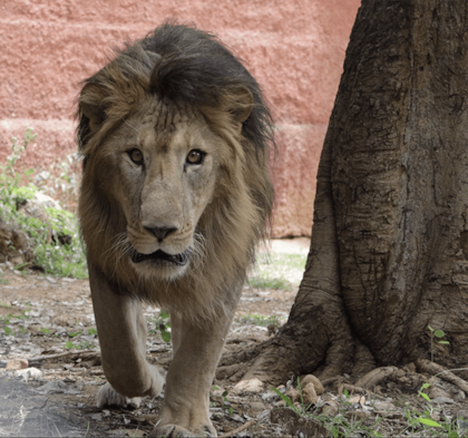 Un león se devoró a un hombre en Andrhara Pradesh, India, cuando ingresó a su hábitat. Instagram: @svzootirupati