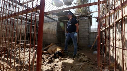 Un león y un oso, los únicos sobrevivientes del zoo de Mosul