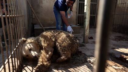 Un león y un oso, los únicos sobrevivientes del zoo de Mosul