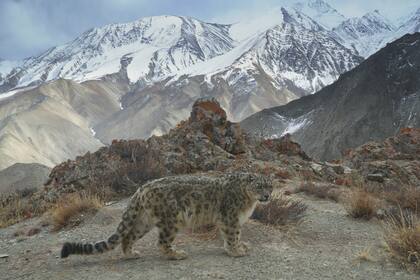 Un leopardo de las nieves en el Himalaya.