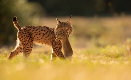 Un lince ibérico camina con un conejo en la boca tras atraparlo en los alrededores del Parque Nacional de Doñana, en España
(AP Foto/Antonio Pizarro)