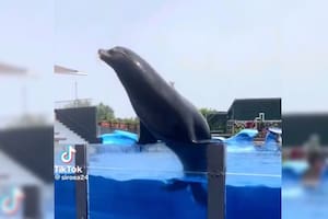 Un lobo marino escapó de las piscina de un parque acuático y aplastó a su entrenadora