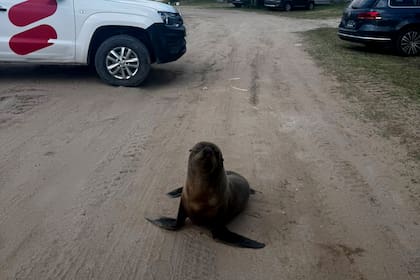 Un lobo marino fue hallado deambulando por las calles de Costa Esmeralda y se montó un operativo para su resguardo