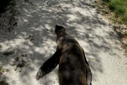 Un lobo marino fue hallado deambulando por las calles de Costa Esmeralda y se montó un operativo para su resguardo