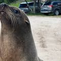 Un lobo marino fue hallado deambulando por las calles de un exclusivo barrio privado de la costa argentina