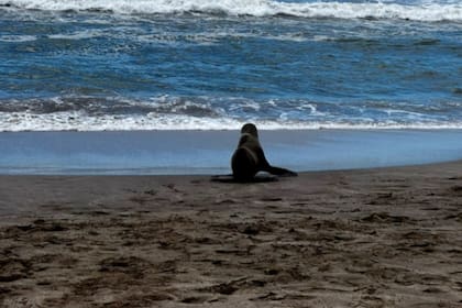 Un lobo marino fue hallado deambulando por las calles de Costa Esmeralda y se montó un operativo para su resguardo