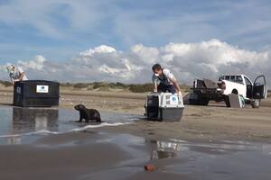 Un lobo marino rescatado en Dock Sud fue devuelto al mar