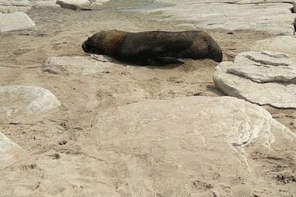 Un lobo marino fue salvajemente golpeado en un balneario de Mar del Plata: “Corre riesgo de vida”