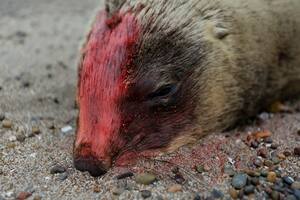 La drástica medida adoptada tras la confirmación de gripe aviar en lobos marinos