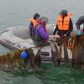 Siembran en el mar y con un producto aspiran a revolucionar la producción agrícola