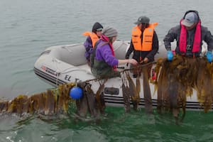 Siembran en el mar y con un producto aspiran a revolucionar la producción agrícola