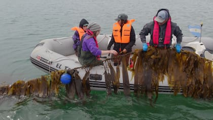 Un longline (o línea larga) de la Fundación Por el Mar, donde se fijan y cultivan algas en la bahía de Puerto San Julián, Santa Cruz