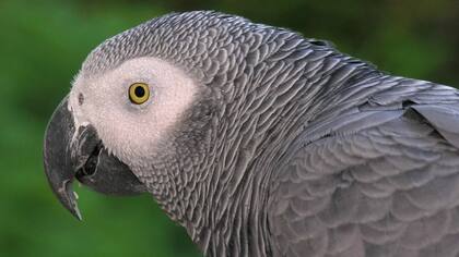 Un loro gris afrincano