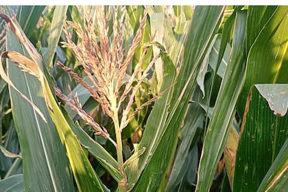 Un lote afectado por la enfermedad en Junín, Buenos Aires