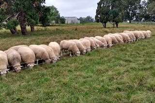 Expertos del INTA dieron una contundente definición sobre el impacto de criar ovinos