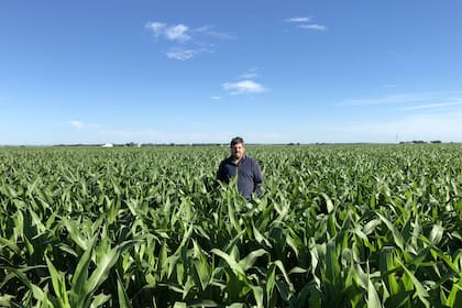 Un lote con maíz al sur de Nebraska