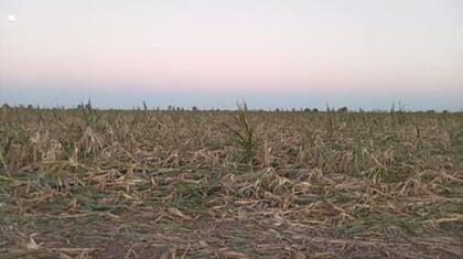 Un lote con maíz arrasado por la enfermedad que transmite la plaga