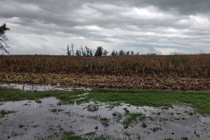 Un lote con maíz dañado en el campo de Walter Malfatto en Bragado