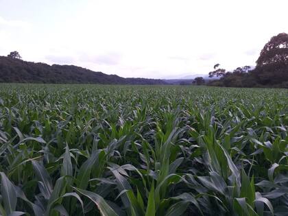 Un lote con maíz en el campo de Posse