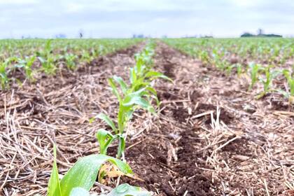 Un lote con maíz en el sudeste cordobés