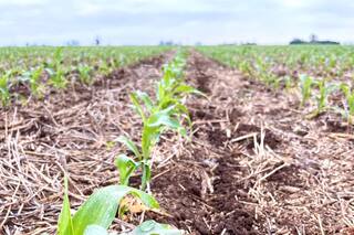 Diverso, El Niño se asomó en la primera parte de una campaña con mucho en juego