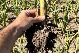 Córdoba: así se vive una de las peores campañas desde que se hace agricultura