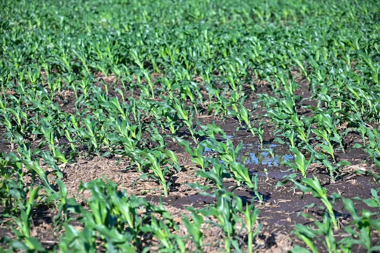 Lluvias que reviven la esperanza del campo: de la desazón al alivio productivo