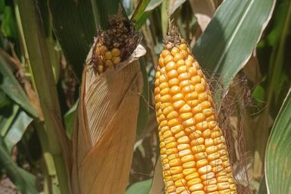 Un lote con maíz temprano en Junín