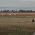 Un violento tornado hizo volar ovejas y en un campo mató 20