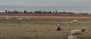 Un violento tornado hizo volar ovejas y en un campo mató 20