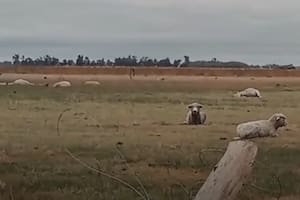 Un violento tornado hizo volar ovejas y en un campo mató 20