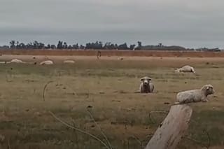 Un violento tornado hizo volar ovejas y en un campo mató 20