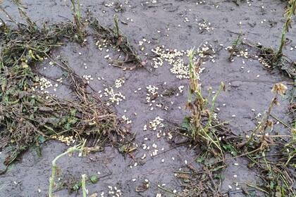 Un lote con soja arrasado por la piedra en la zona de Laborde y con granos desparramados en el suelo