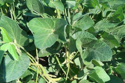 Un lote con soja de primera