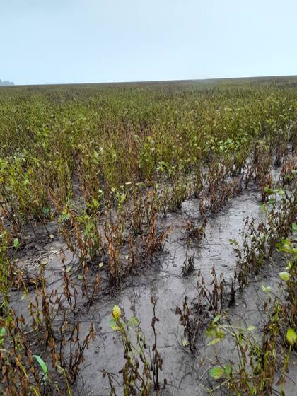 Un lote con soja en Colón, Buenos Aires