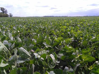 Un lote con soja no transgénica