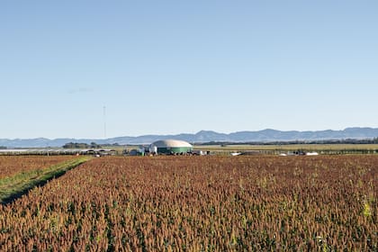 Un lote con sorgo y, atrás, el feedlot y la planta de biogás