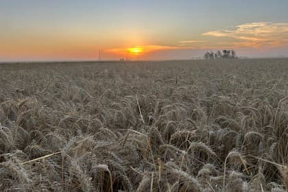 Un lote con trigo de Adrián Barrau